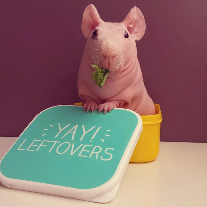 Naked Guinea Pig Poses With His Favorite Food