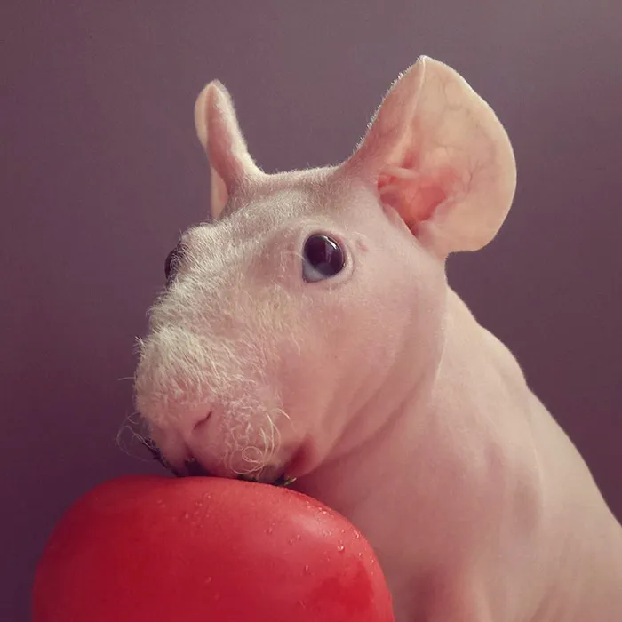 Naked Guinea Pig Poses With His Favorite Food