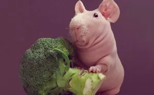 Naked Guinea Pig Poses With His Favorite Food