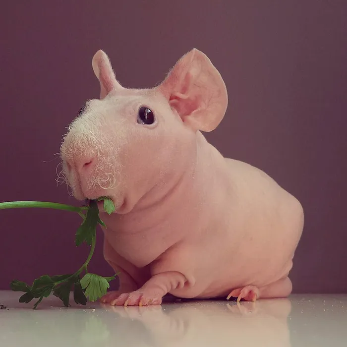 Naked Guinea Pig Poses With His Favorite Food