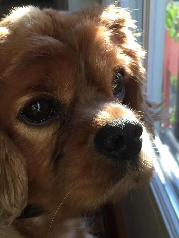 National Puppy Day