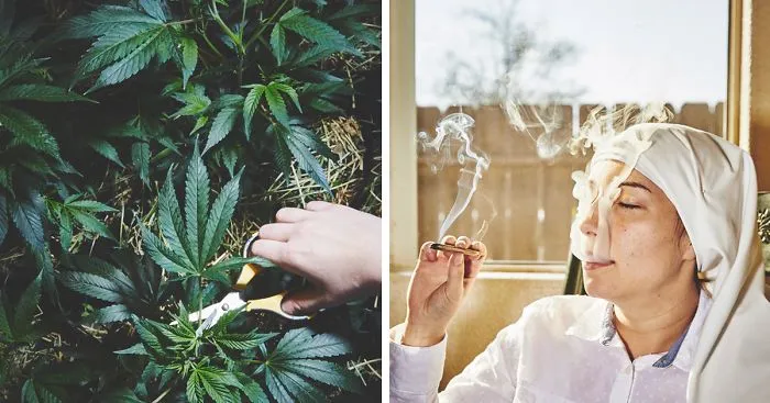 Nuns Growing Weed To Heal The World