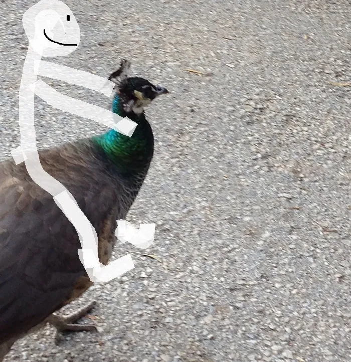 Phesrider