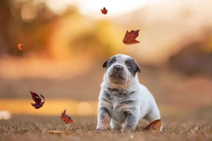 Adorable Puppy
