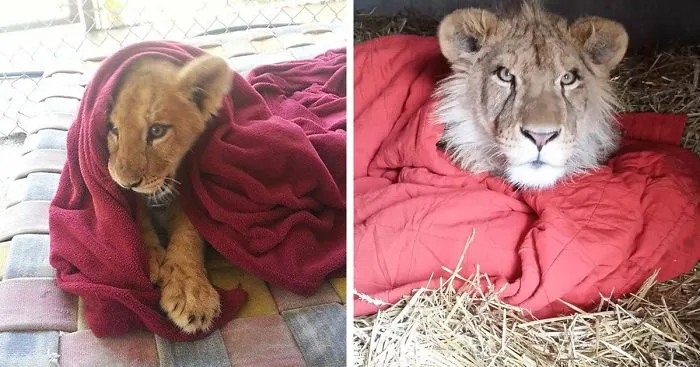 Rescued Baby Lion Can't Sleep Without A Blanket Even Though He's All Grown Up