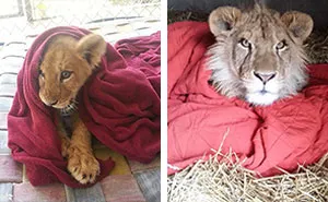 Rescued Baby Lion Can't Sleep Without A Blanket Even Though He's All Grown Up
