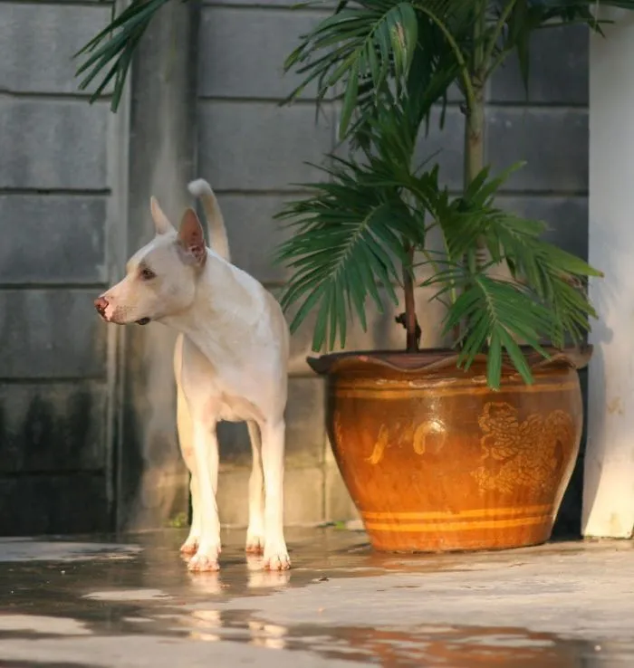 Rescued From The Streets Of Bangkok
