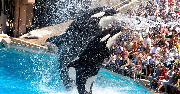 SeaWorld Will Finally Stop Breeding Orcas