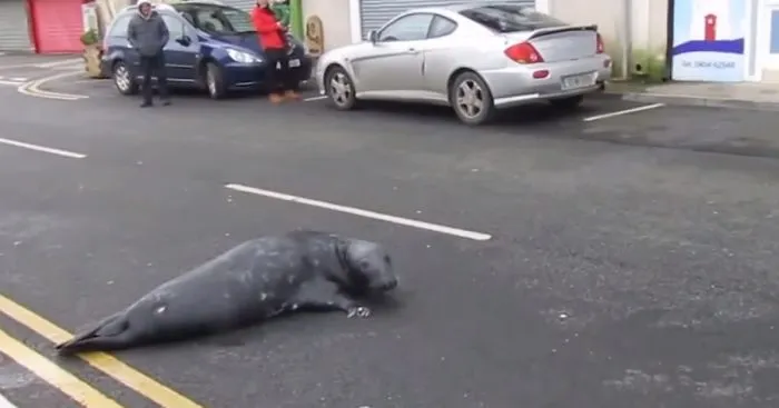 Everyday This Seal Flops Across The Street To His Favourite Seafood Restaurant