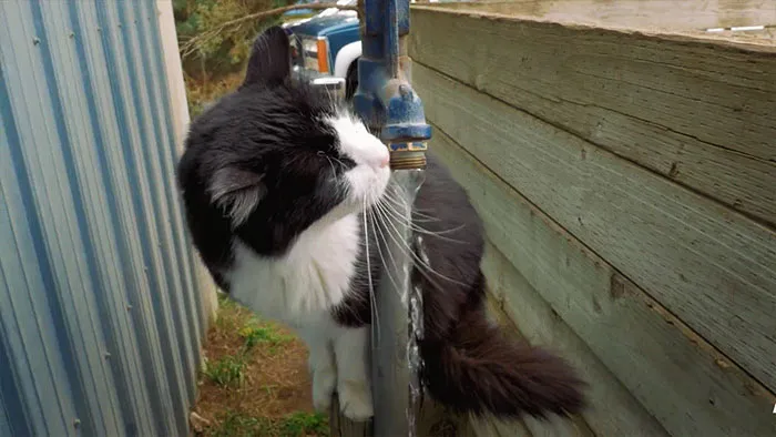 Shelters Finds Jobs For "Unadoptable" Cats To Keep Them Alive