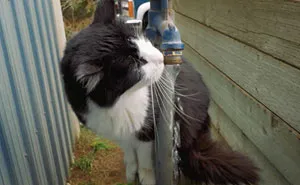 Shelters Finds Jobs For "Unadoptable" Cats To Keep Them Alive