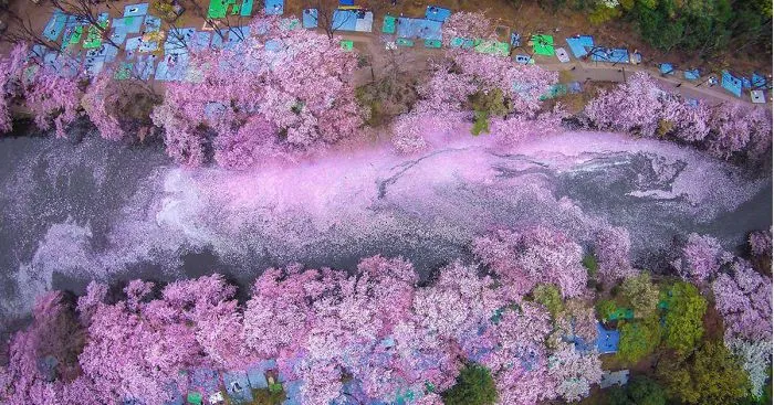 17 Magical Pics Of Japan's Cherry Blossom By National Geographic