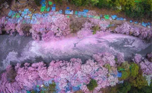 17 Magical Pics Of Japan's Cherry Blossom By National Geographic