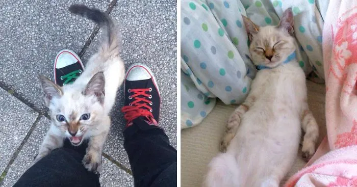 Stray Kitty Chooses His Human In A Park, Wouldn't Let Him Go
