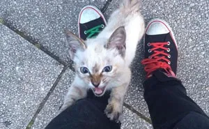 Stray Kitty Chooses His Human In A Park, Wouldn't Let Him Go