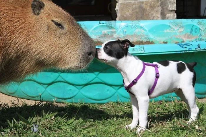 Are Capybaras Friendly? 38 Cute Photos Of Unlikely Friendships