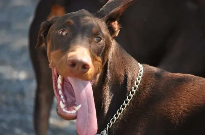 201 Smiling Animals That Will Instantly Make You Smile