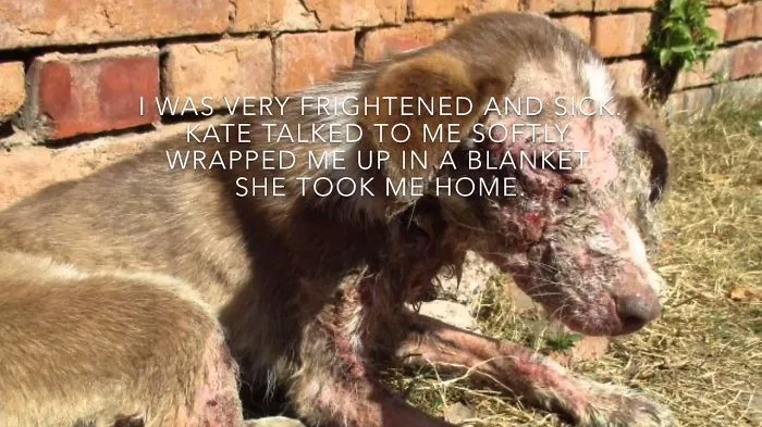 Pashu's Story- Help Care For Vulnerable Dogs In Kathmandu