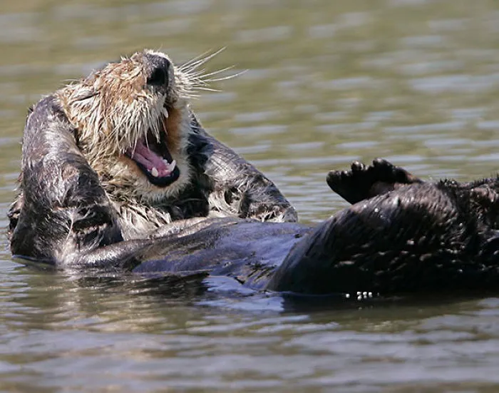 201 Smiling Animals That Will Instantly Make You Smile