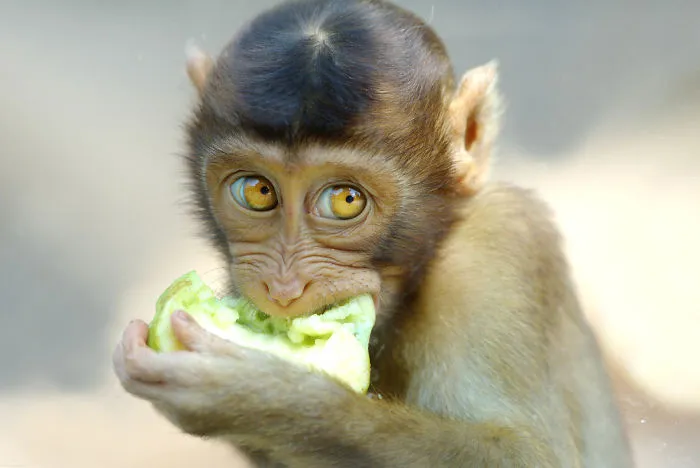 Animals Look Like Humans
