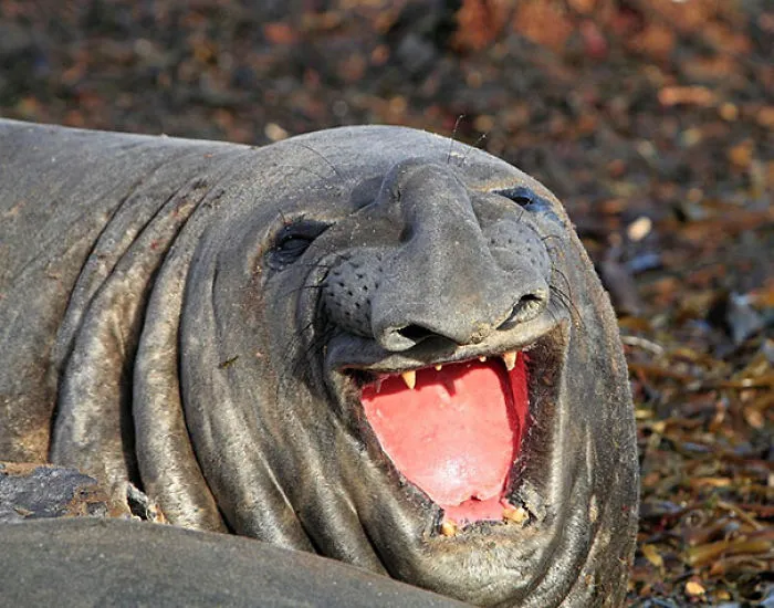 201 Smiling Animals That Will Instantly Make You Smile