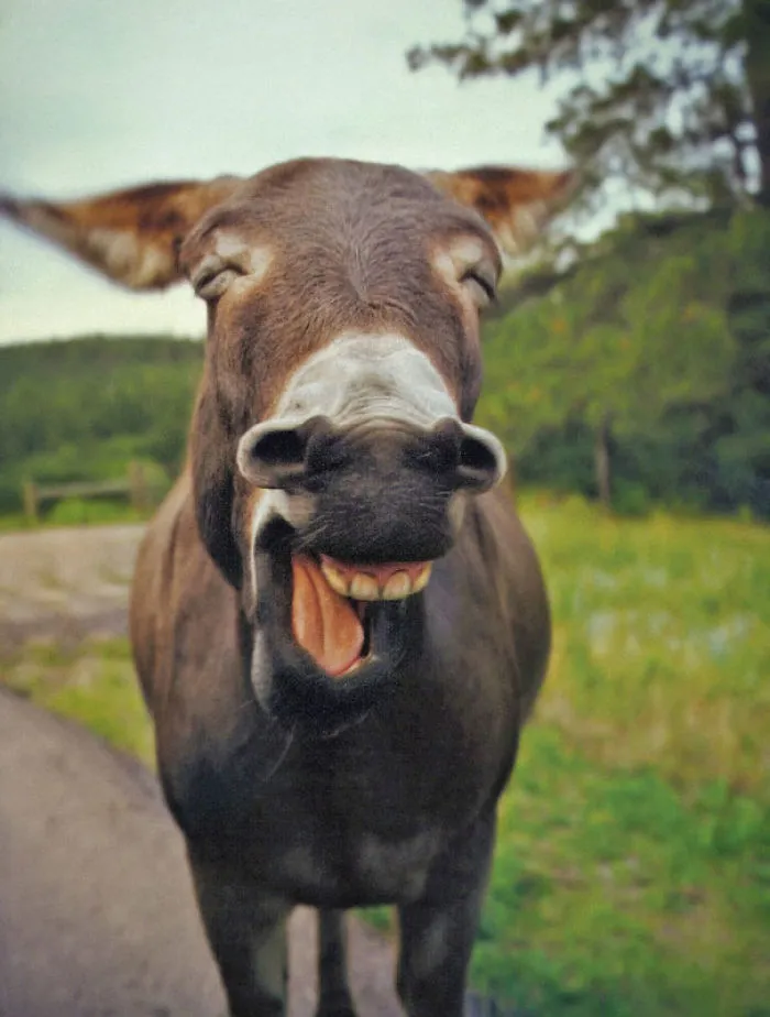 201 Smiling Animals That Will Instantly Make You Smile