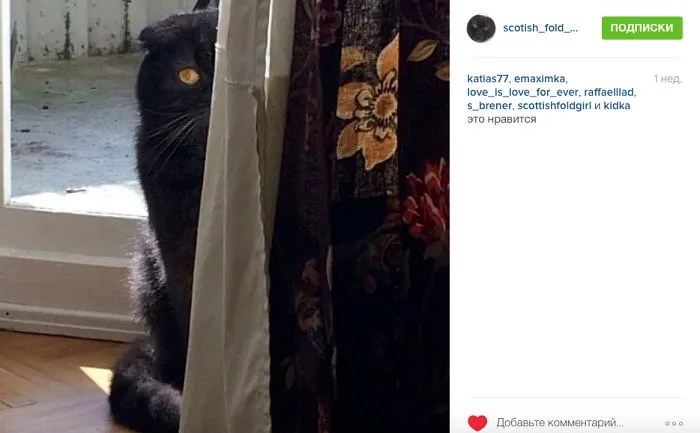 Most Non-photogenic Cat In The World