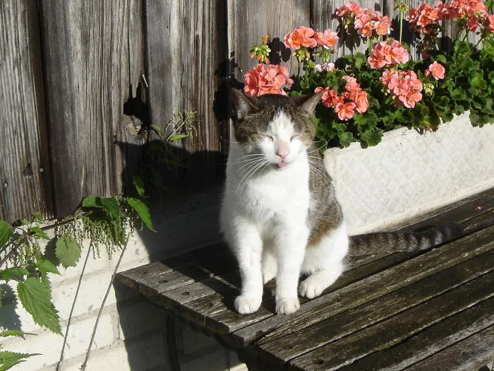 201 Smiling Animals That Will Instantly Make You Smile
