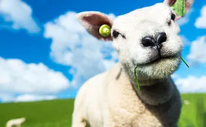 My Struggles Taking The Perfect Picture Of A Sweet Little Lamb