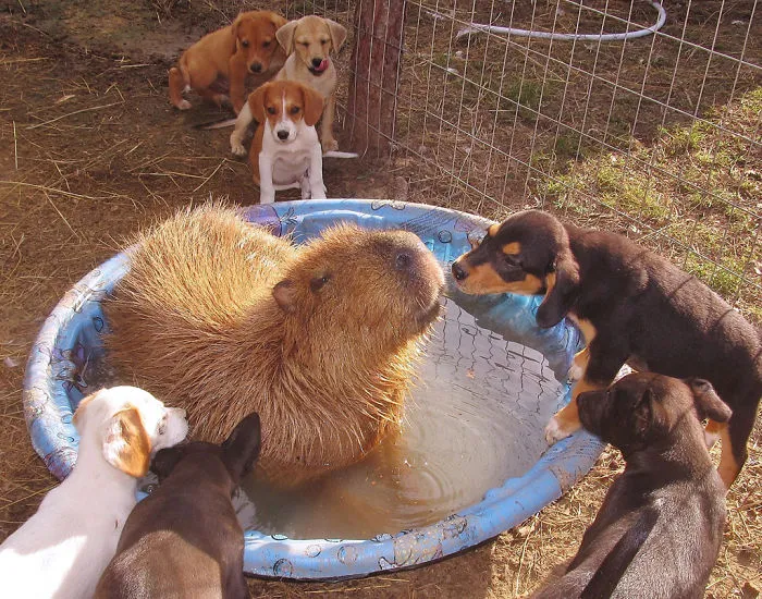 Are Capybaras Friendly? 38 Cute Photos Of Unlikely Friendships