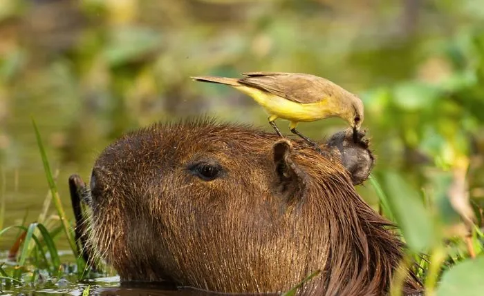 Capybara with a small bird perched on its head, showcasing a friendly interaction in a natural setting.