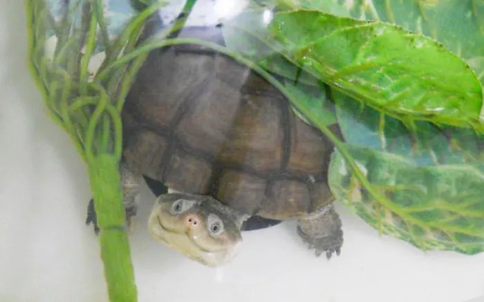 201 Smiling Animals That Will Instantly Make You Smile