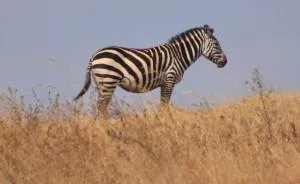 I Photographed Wild Animals In The African Savannah