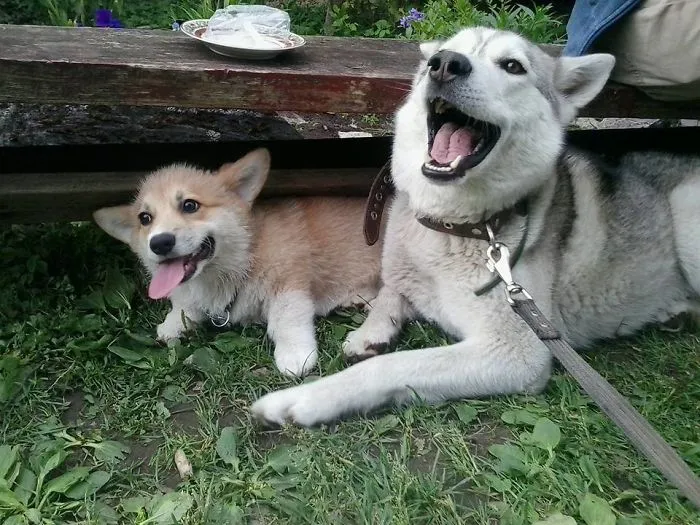 201 Smiling Animals That Will Instantly Make You Smile