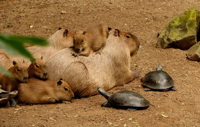 Are Capybaras Friendly? 38 Cute Photos Of Unlikely Friendships