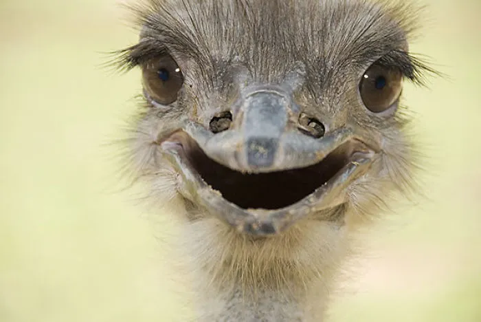 201 Smiling Animals That Will Instantly Make You Smile