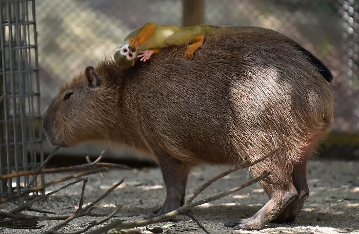 Are Capybaras Friendly? 38 Cute Photos Of Unlikely Friendships