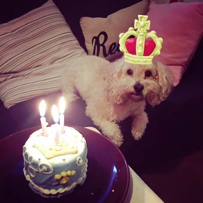 King Teddy's 3rd Birthday!