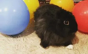 112 Pets Having Better Birthday Parties Than You