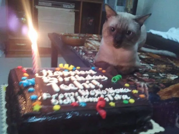Our Macchiato (tochi) Turns 4!