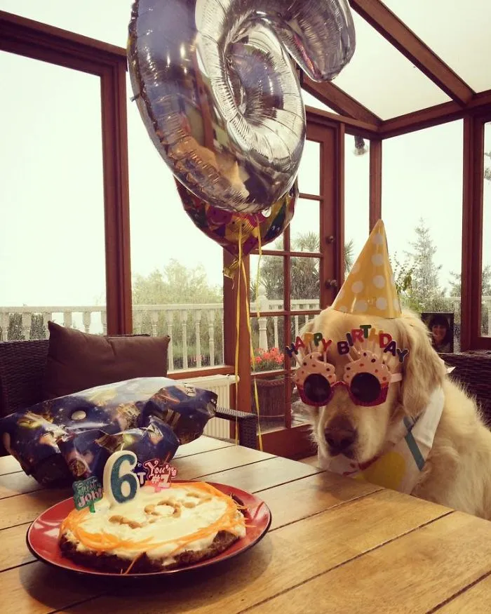 Puppy Lou Is 6!