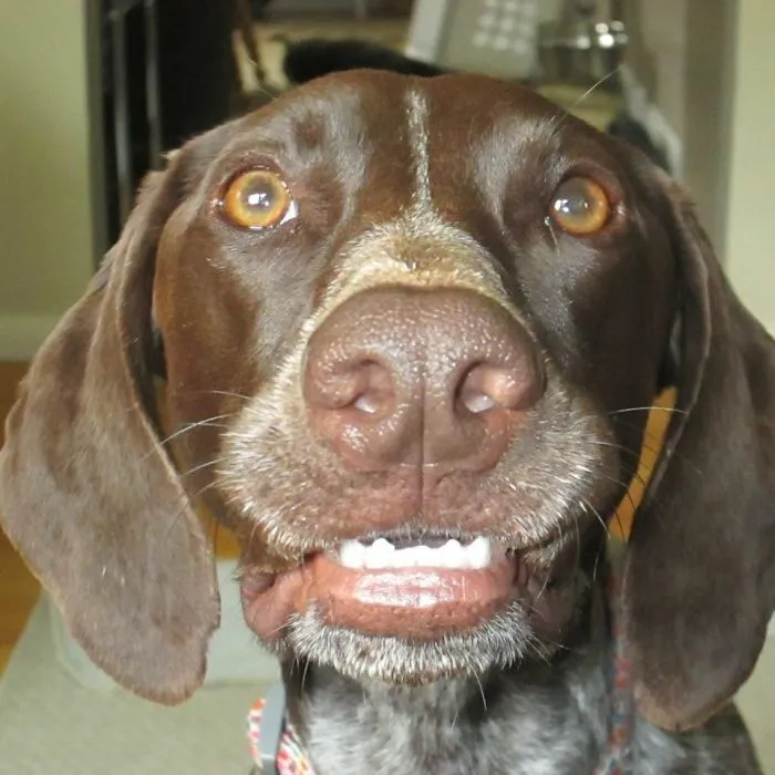 201 Smiling Animals That Will Instantly Make You Smile