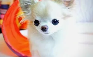 My Tiny Chihuahua Cedric Doing Some Tiny Agility