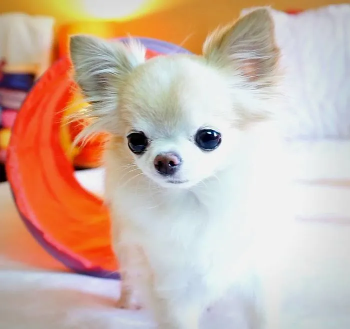 My Tiny Chihuahua Cedric Doing Some Tiny Agility