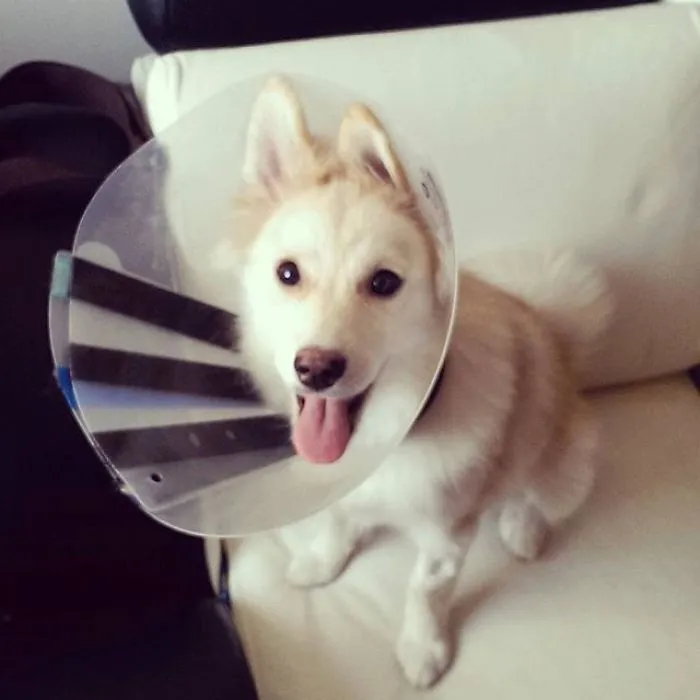 201 Smiling Animals That Will Instantly Make You Smile