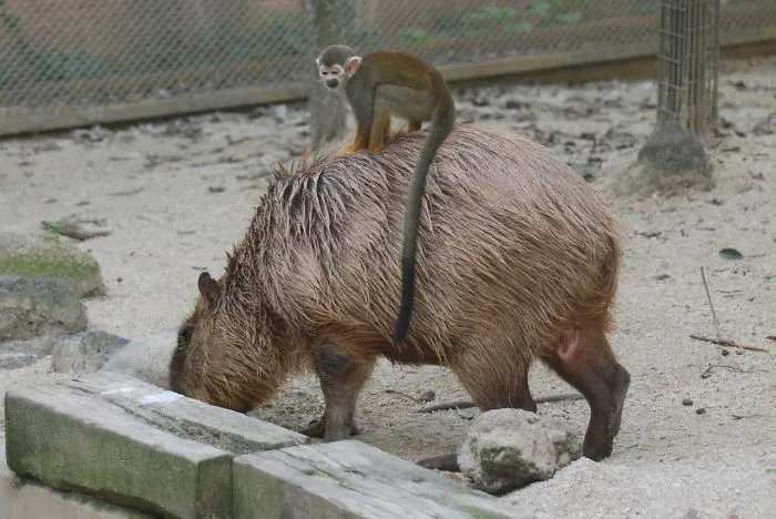 Capybara with a monkey on its back, showcasing its friendly nature in an unexpected animal friendship.