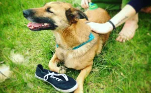 I'm A Psychologist And I Capture My Rescue Dog's Shoe Fetish On Instagram