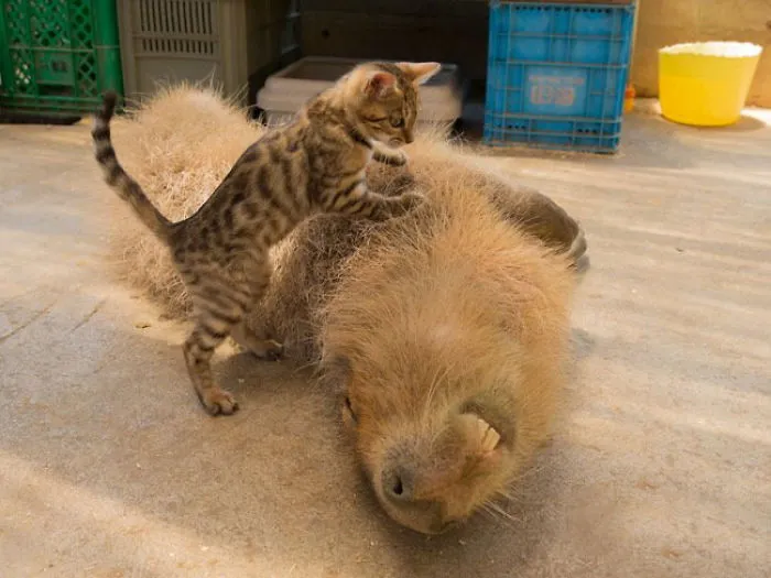 Are Capybaras Friendly? 38 Cute Photos Of Unlikely Friendships