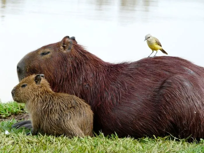 Friendly capybara sitting with a smaller capybara and a bird on its back by the water.