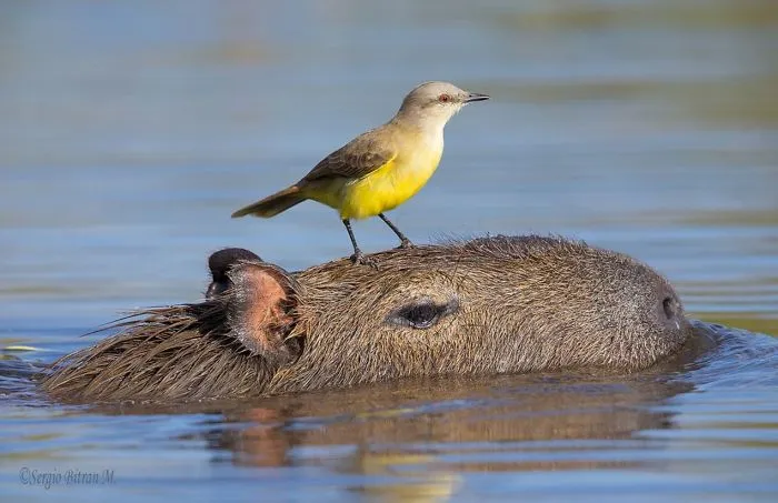 Are Capybaras Friendly? 38 Cute Photos Of Unlikely Friendships